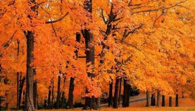Podzimní listí s názvy stromů