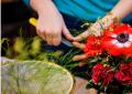 Kukkaliiketoiminta: lyhyt katsaus kannattaviin ideoihin Mikä on paras tapa istuttaa kukkia lähelle kauppakeskuksia