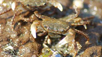 De ce visezi un crab: sens și interpretare