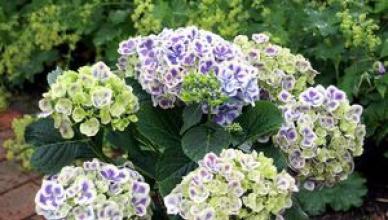 Hydrangea - një bukuri orientale Si të ushqeni lulebore të bëra në shtëpi