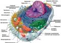 Organizmas, kurio ląstelėse yra mitochondrijų