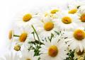 Large garden chamomile: planting and care