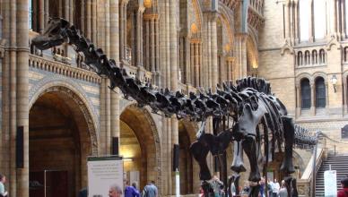 How to translate the name of the dinosaur Diplodocus, pictures of Diplodocus
