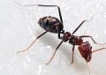 Hvorfor drømmer maur: Millers drømmebok