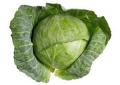 How many calories are in cabbage rolls