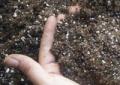Njega šljive, gnojiva i gnojidba Koliko krede sipati ispod šljive u proljeće