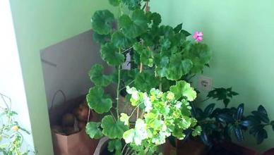 How to care for geraniums at home in a pot so that they bloom