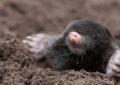 Shrew or mole: how to identify the pest and choose measures to combat it?