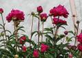 Why peonies do not bloom buds and how to achieve lush flowering
