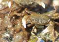 Hvorfor drømmer du om en krabbe: mening og tolkning
