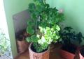 How to care for geraniums at home in a pot so that they bloom