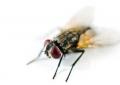 What does it mean to see flies in a dream?